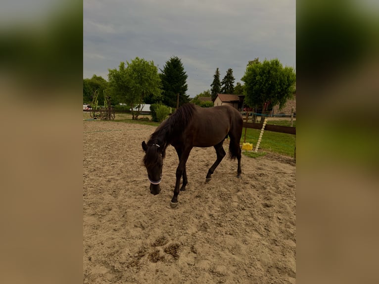 PRE Mix Hengst 1 Jahr 168 cm Rappe in Bensdorf