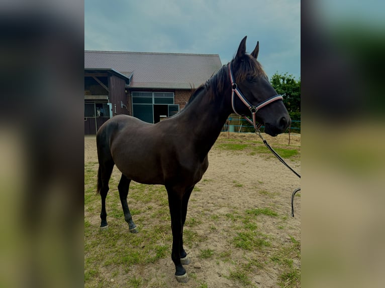 PRE Mix Hengst 1 Jahr 168 cm Rappe in Bensdorf
