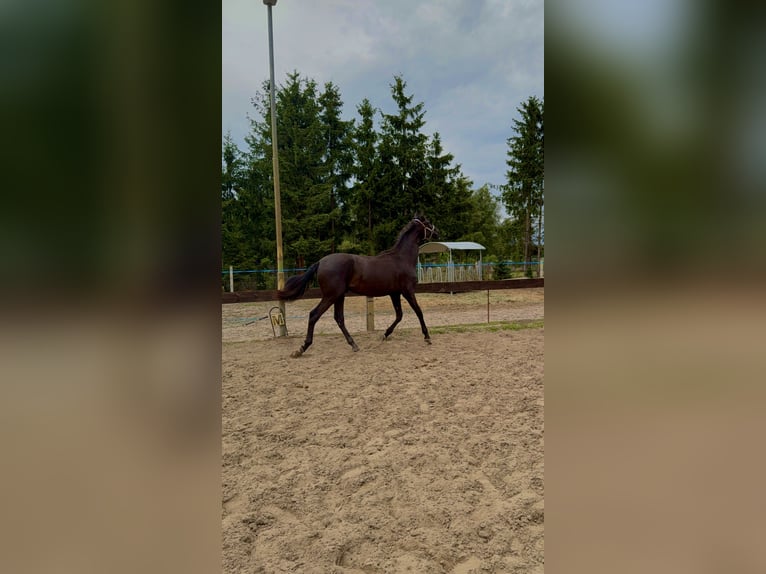 PRE Mix Hengst 1 Jahr 168 cm Rappe in Bensdorf