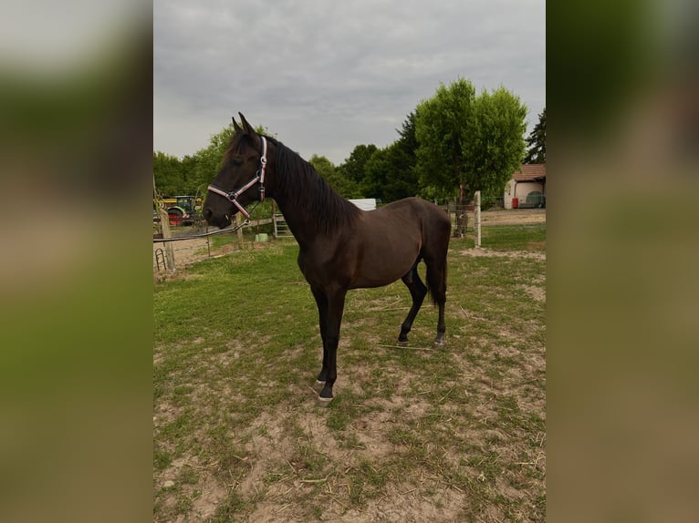 PRE Mix Hengst 1 Jahr 168 cm Rappe in Bensdorf