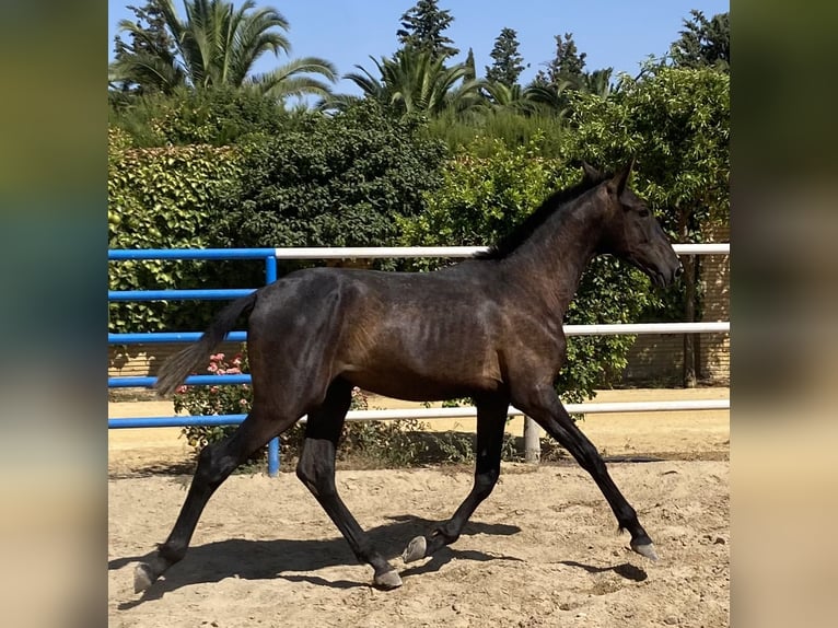 PRE Mix Hengst 1 Jahr 168 cm Schimmel in Fuentes De Andalucia