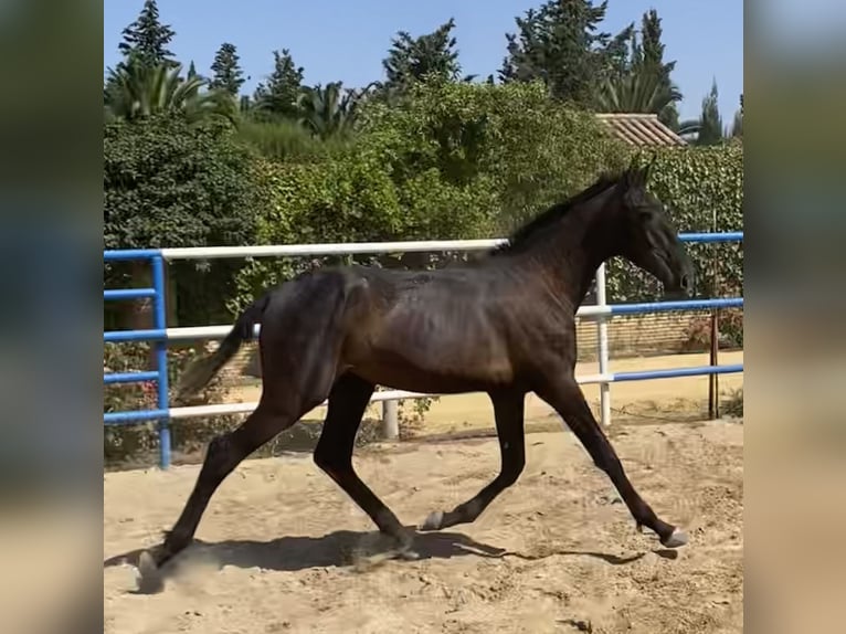 PRE Mix Hengst 1 Jahr 168 cm Schimmel in Fuentes De Andalucia