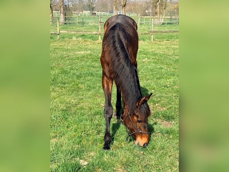 PRE Hengst 1 Jahr 170 cm Brauner in Emblem