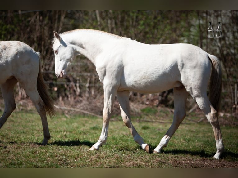 PRE Hengst 1 Jahr 170 cm Falbe in LA VESPIÈRE