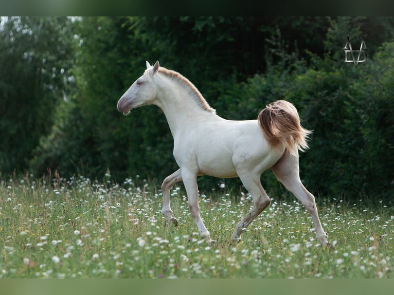 PRE Hengst 1 Jahr 170 cm Falbe in LA VESPIÈRE