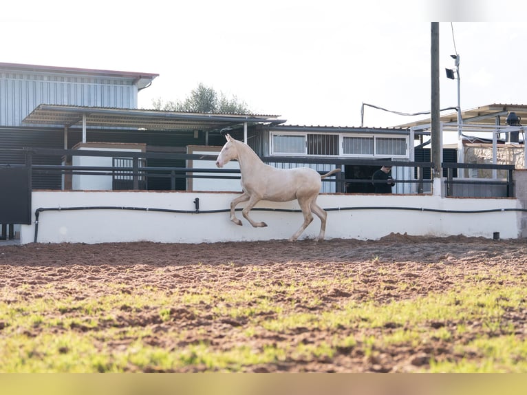 PRE Mix Hengst 1 Jahr 170 cm Perlino in Vila-Real/Villarreal