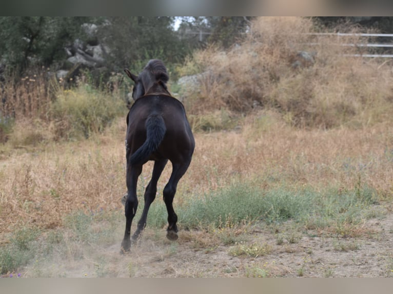 PRE Hengst 1 Jahr 170 cm Rappe in El Real De La Jara