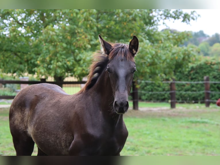 PRE Hengst 1 Jahr 170 cm Rappe in Pellenberg