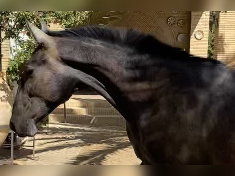 PRE Mix Hengst 1 Jahr 170 cm Schimmel in Fuentes De Andalucia