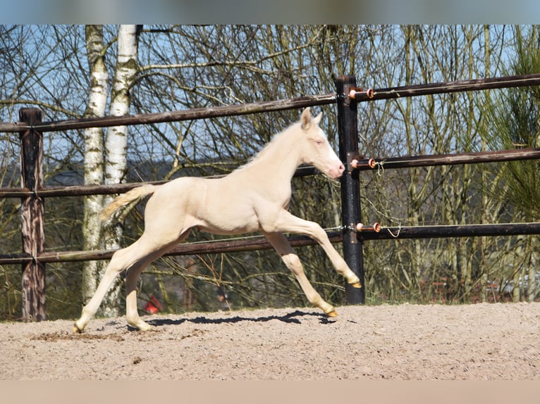 PRE Hengst 1 Jahr in Manhay