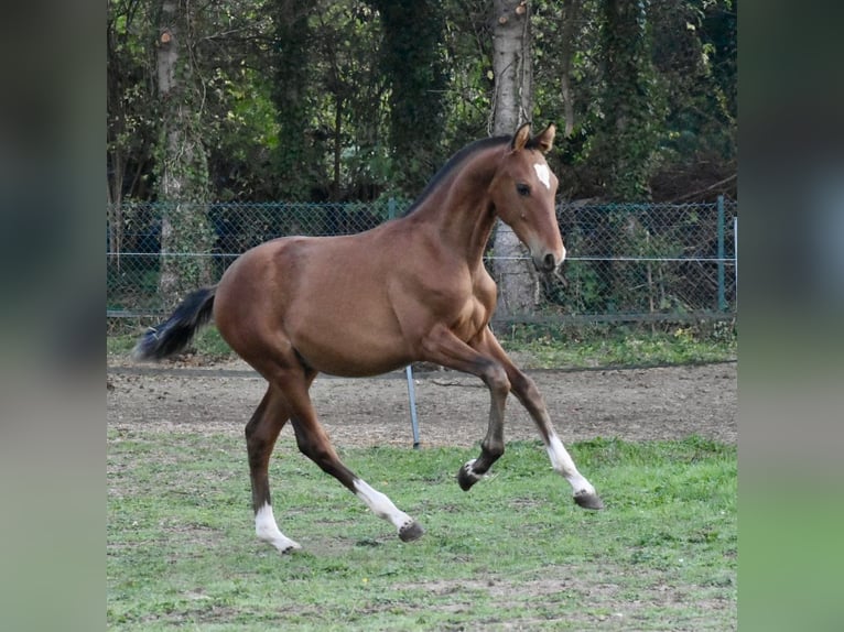 PRE Hengst 1 Jahr Brauner in Jemeppe sur sambre
