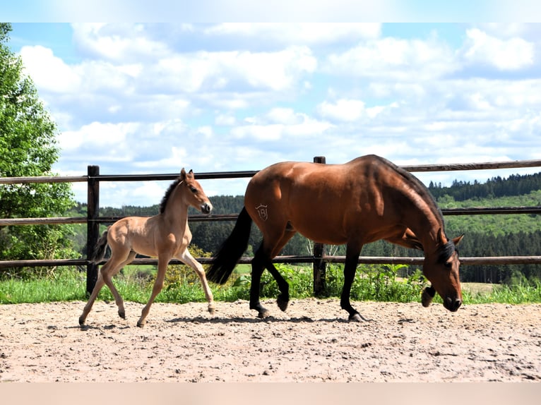 PRE Hengst 1 Jahr Brauner in Dochamps