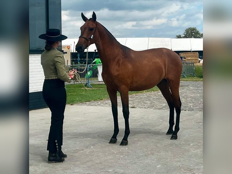 PRE Mix Hengst 1 Jahr Brauner in Verlinghem