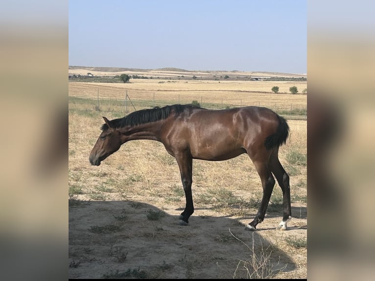 PRE Hengst 1 Jahr Brauner in Toledo