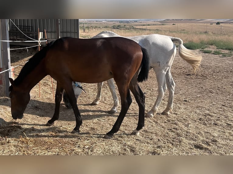PRE Hengst 1 Jahr Brauner in Toledo