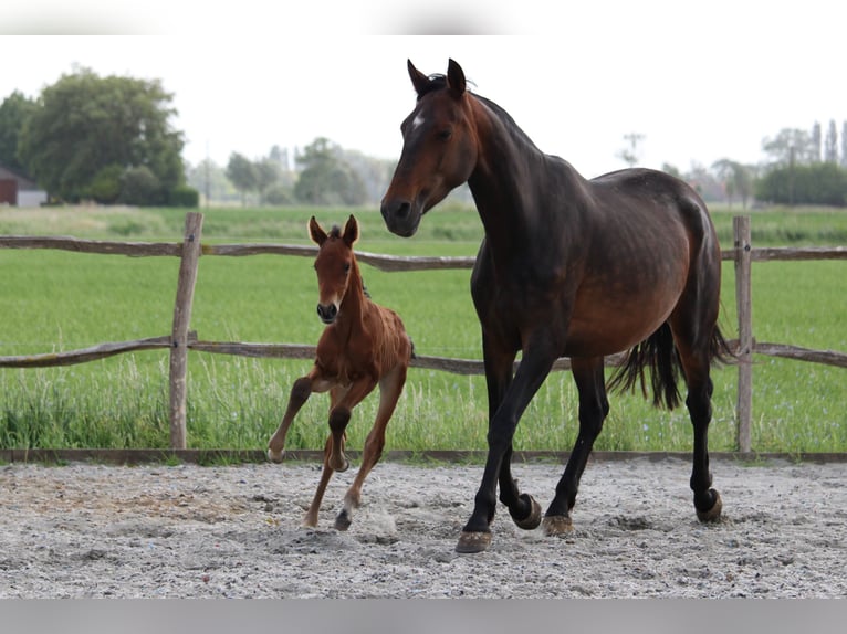 PRE Hengst 1 Jahr Brauner in Alveringem