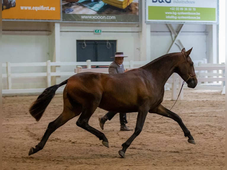 PRE Hengst 1 Jahr Brauner in Alveringem