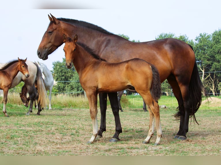 PRE Hengst 1 Jahr Brauner in Alveringem