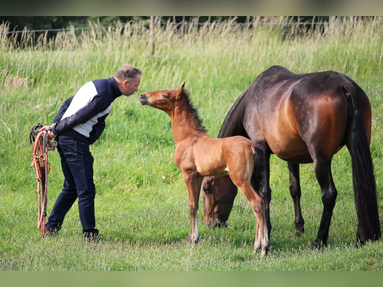 PRE Hengst 1 Jahr Brauner in Alveringem