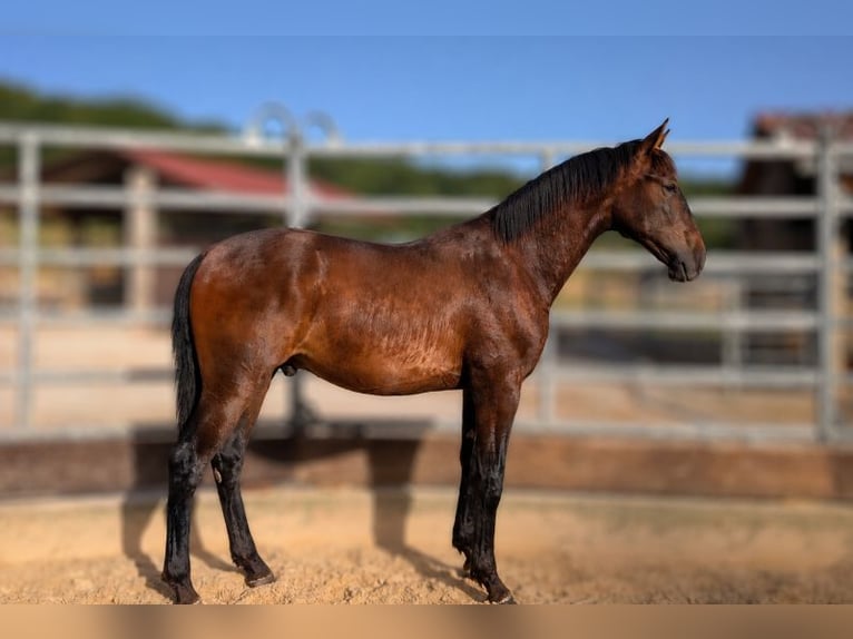 PRE Mix Hengst 1 Jahr Brauner in CAUMONT