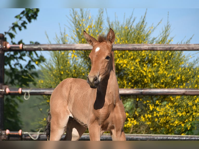 PRE Hengst 1 Jahr Buckskin in Manhay