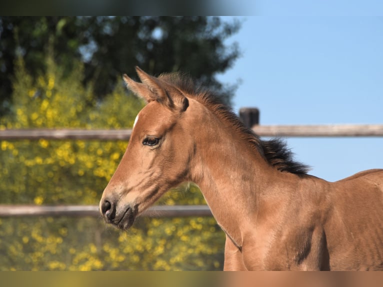 PRE Hengst 1 Jahr Buckskin in Manhay