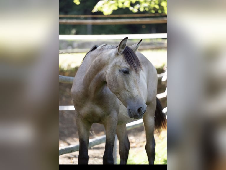 PRE Hengst 1 Jahr Buckskin in Klagenfurt