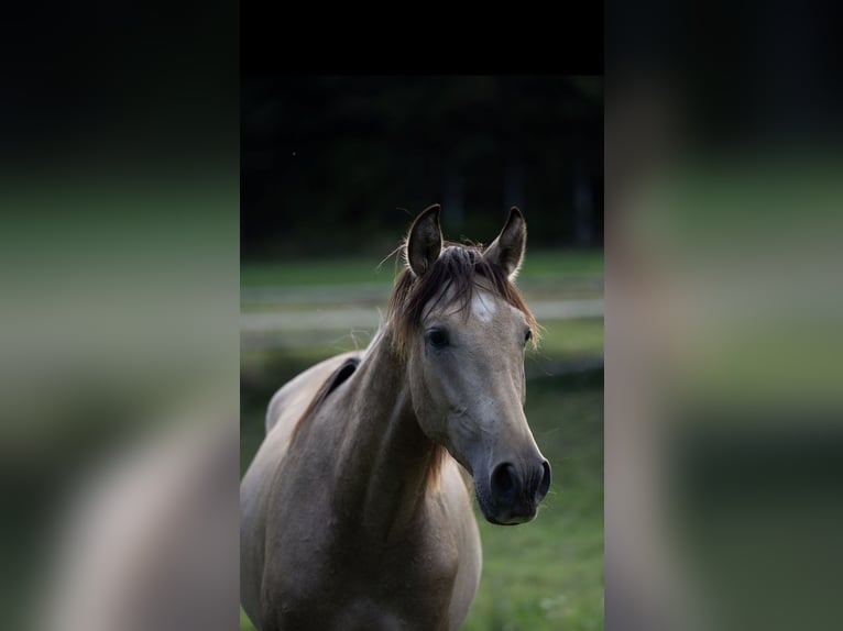 PRE Hengst 1 Jahr Buckskin in Klagenfurt