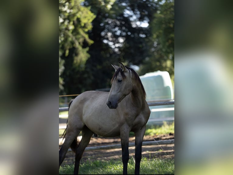 PRE Hengst 1 Jahr Buckskin in Klagenfurt