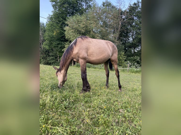 PRE Mix Hengst 1 Jahr Buckskin in Klagenfurt