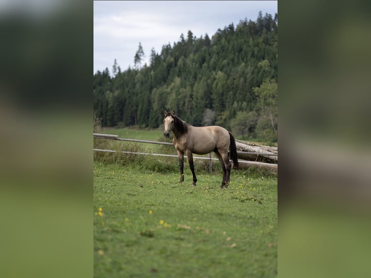 PRE Hengst 1 Jahr Buckskin in Klagenfurt