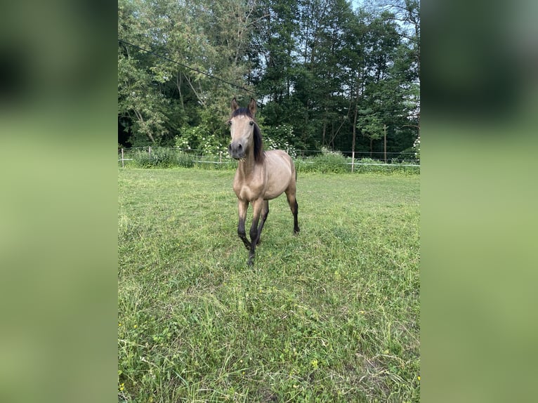PRE Mix Hengst 1 Jahr Buckskin in Klagenfurt