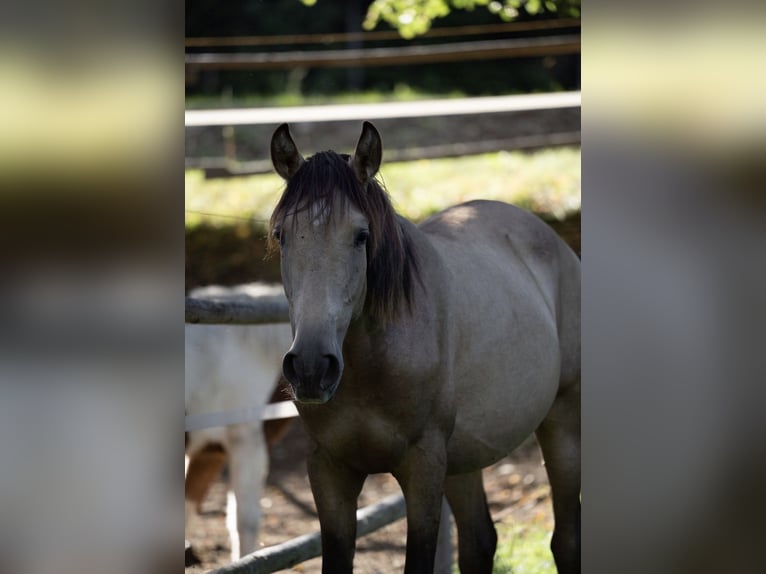 PRE Hengst 1 Jahr Buckskin in Klagenfurt