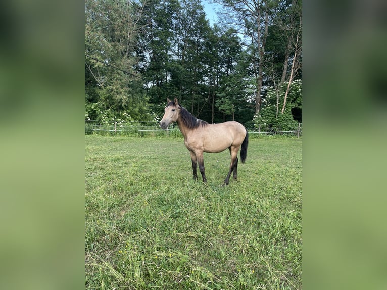 PRE Mix Hengst 1 Jahr Buckskin in Klagenfurt