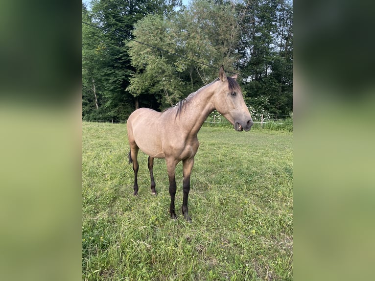 PRE Mix Hengst 1 Jahr Buckskin in Klagenfurt