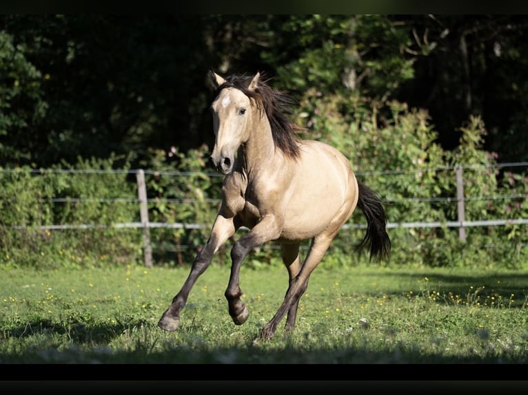 PRE Hengst 1 Jahr Buckskin in Klagenfurt