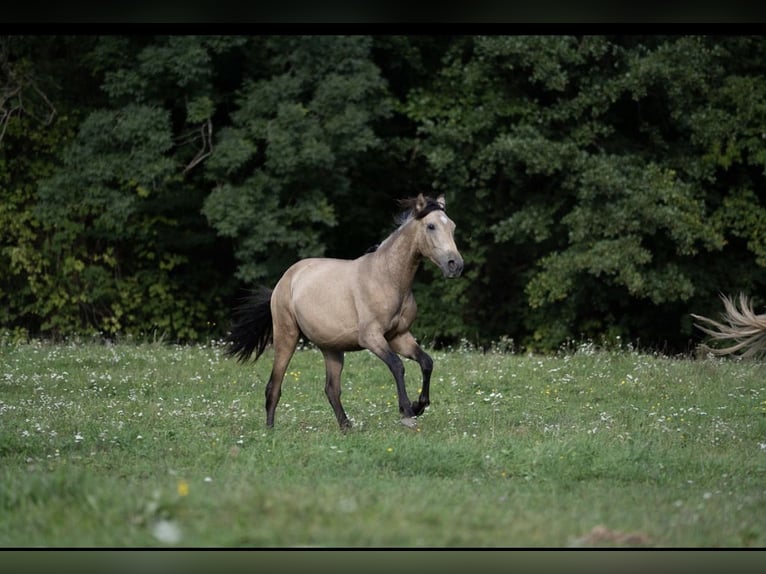 PRE Hengst 1 Jahr Buckskin in Klagenfurt
