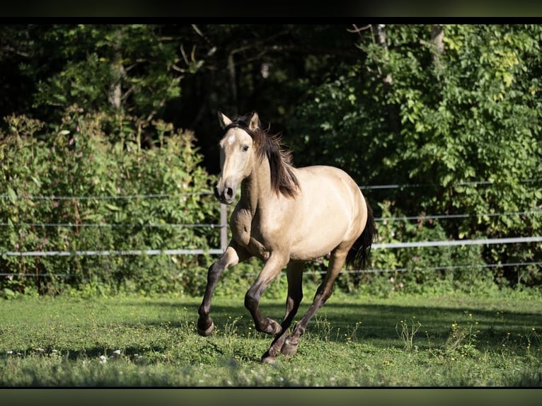 PRE Hengst 1 Jahr Buckskin in Klagenfurt