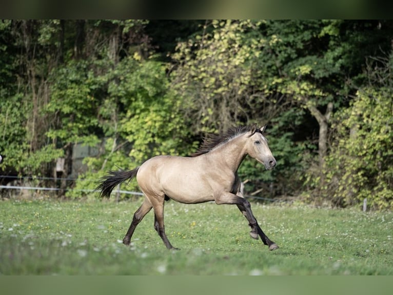 PRE Hengst 1 Jahr Buckskin in Klagenfurt