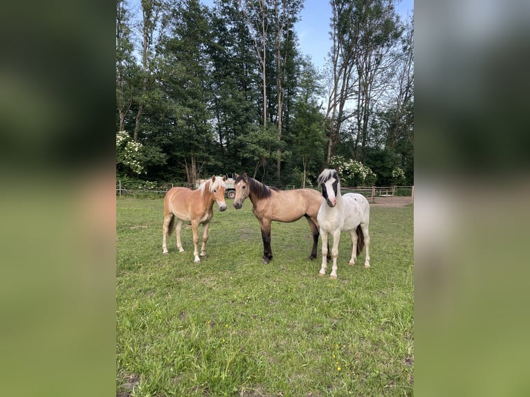 PRE Mix Hengst 1 Jahr Buckskin in Klagenfurt