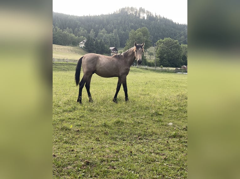 PRE Mix Hengst 1 Jahr Buckskin in Klagenfurt