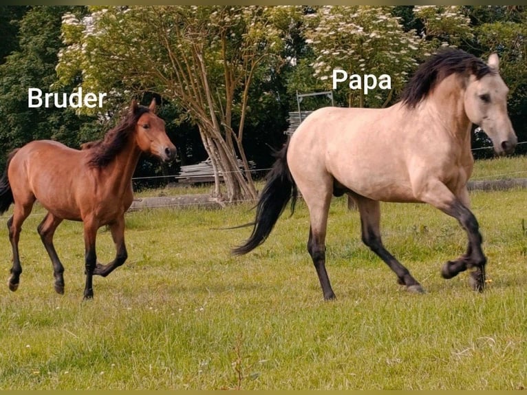 PRE Hengst 1 Jahr Buckskin in Lübeck