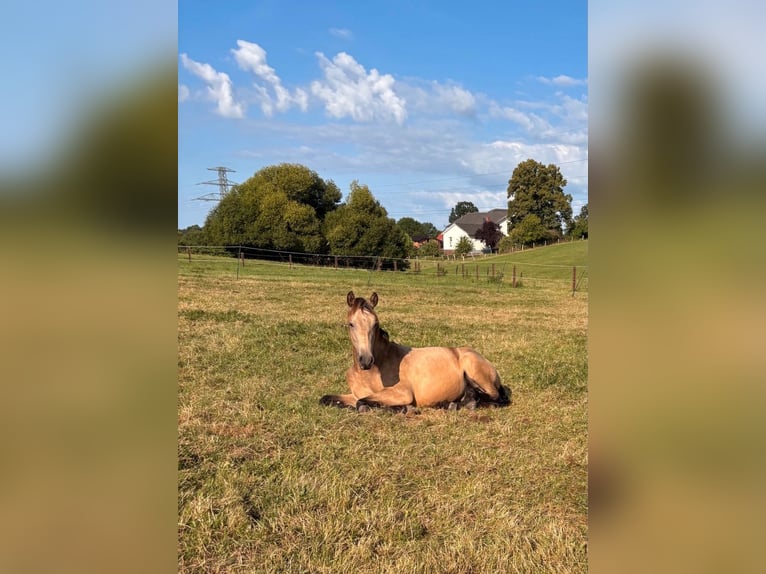 PRE Hengst 1 Jahr Buckskin in Lübeck