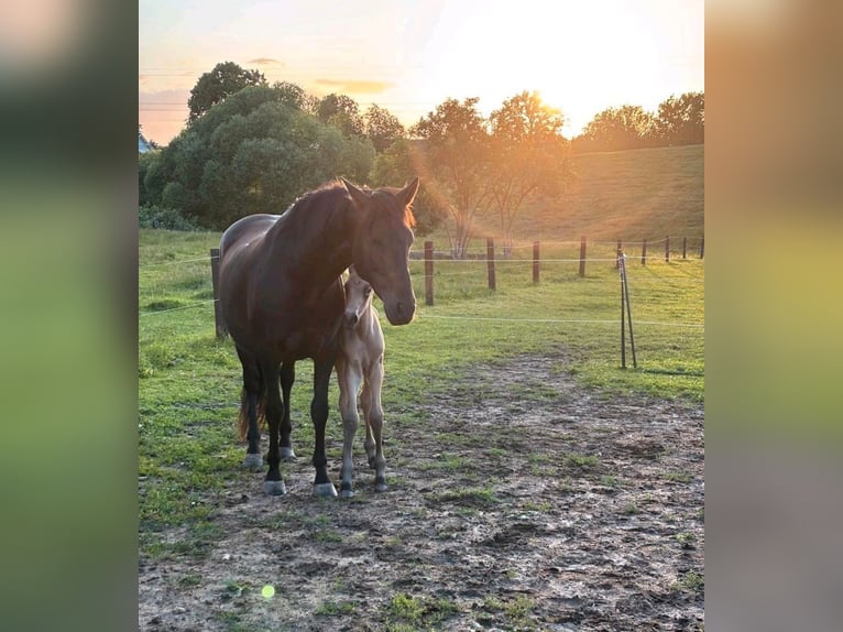 PRE Hengst 1 Jahr Buckskin in Lübeck