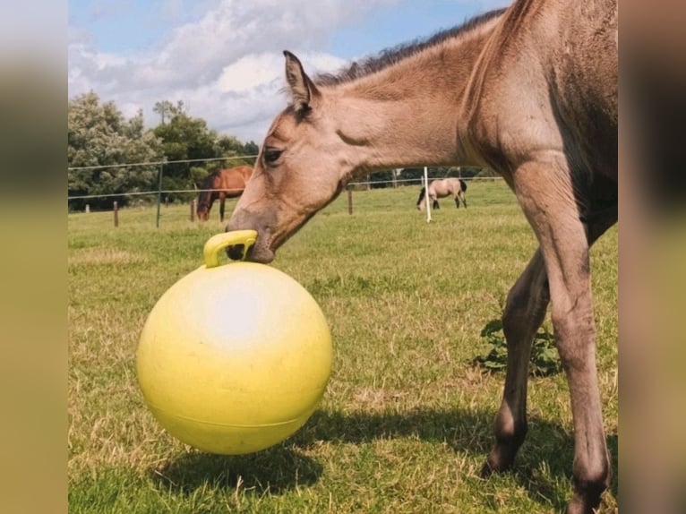 PRE Hengst 1 Jahr Buckskin in Lübeck