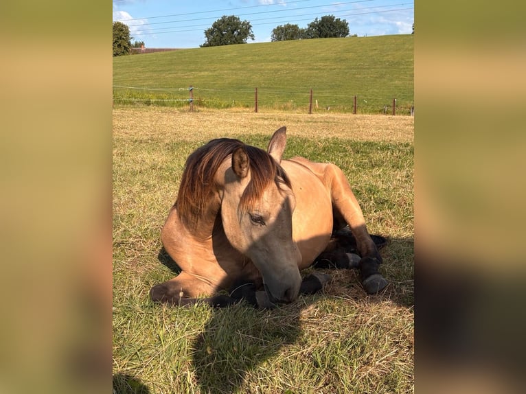PRE Hengst 1 Jahr Buckskin in Lübeck