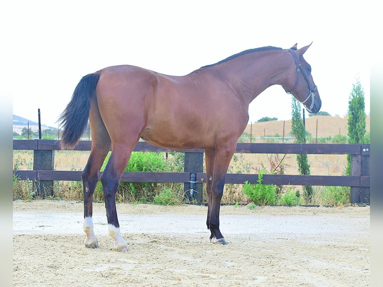 PRE Hengst 1 Jahr  in Las Piñas