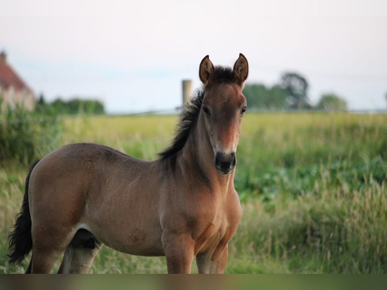 PRE Hengst 1 Jahr Dunkelbrauner in Alveringem