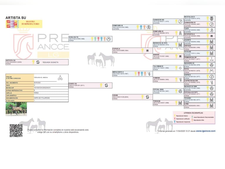 PRE Hengst 1 Jahr Dunkelbrauner in Alveringem