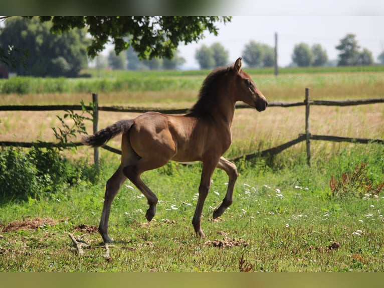 PRE Hengst 1 Jahr Dunkelbrauner in Alveringem